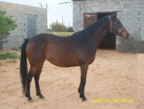 First Libyan horse auction in decades