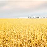 Libya buys 50,000 tonnes of Russian wheat