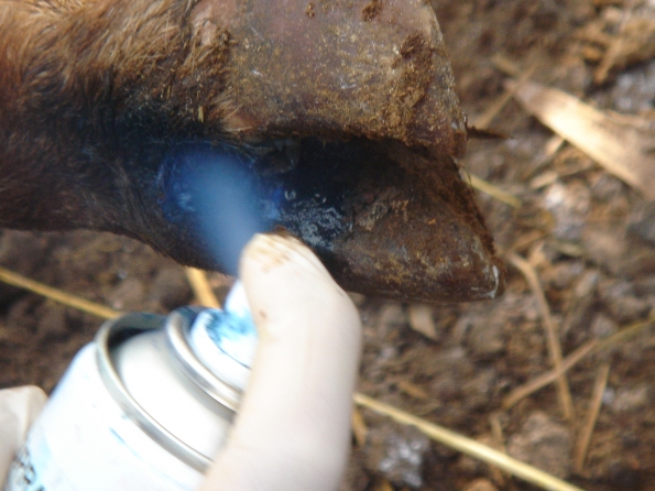 Foot and mouth disease persists in the north