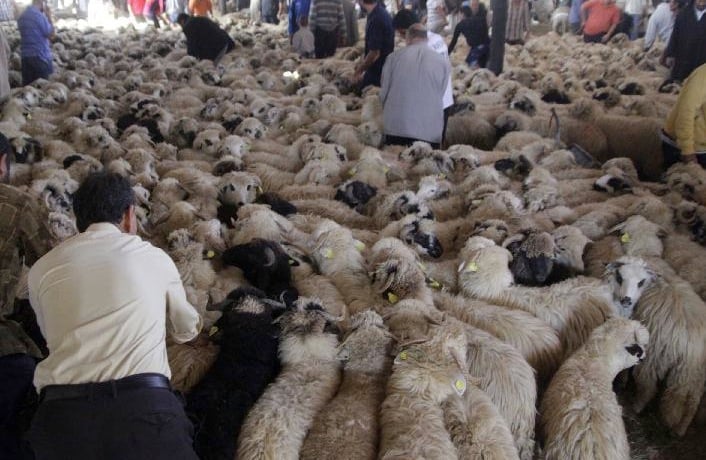 Sheep buying frenzy on eve of Eid