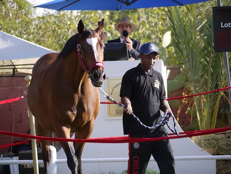 Blazers, snacks and panama hats: Tajoura's thoroughbred horse auction