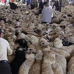 700,000 rams to be imported in time for Eid of Sacrifice