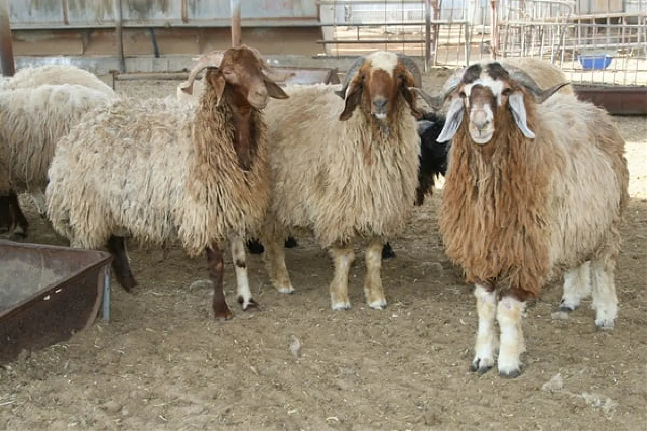 Sheep A reasonable sheep currently costs around 800 dinars.