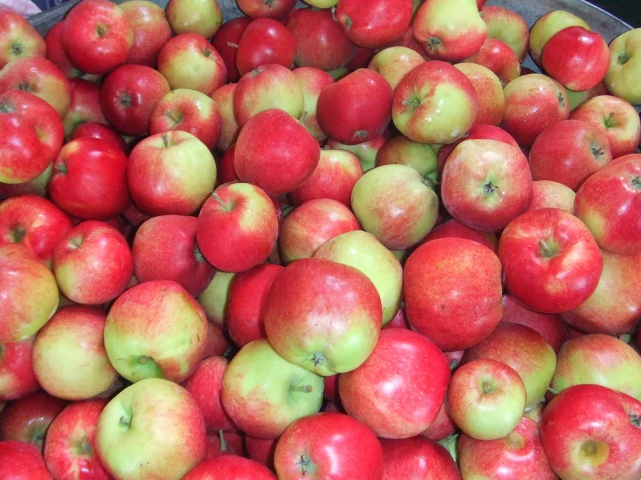 apples! Picture: Tom Westcott