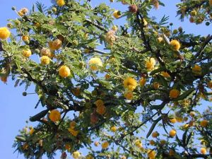 Forestation project planned