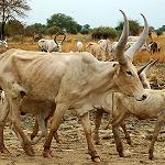 Possible foot-and-mouth outbreak reported in Kufra