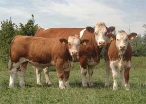 Cattle are coming, and they're coming from Ireland