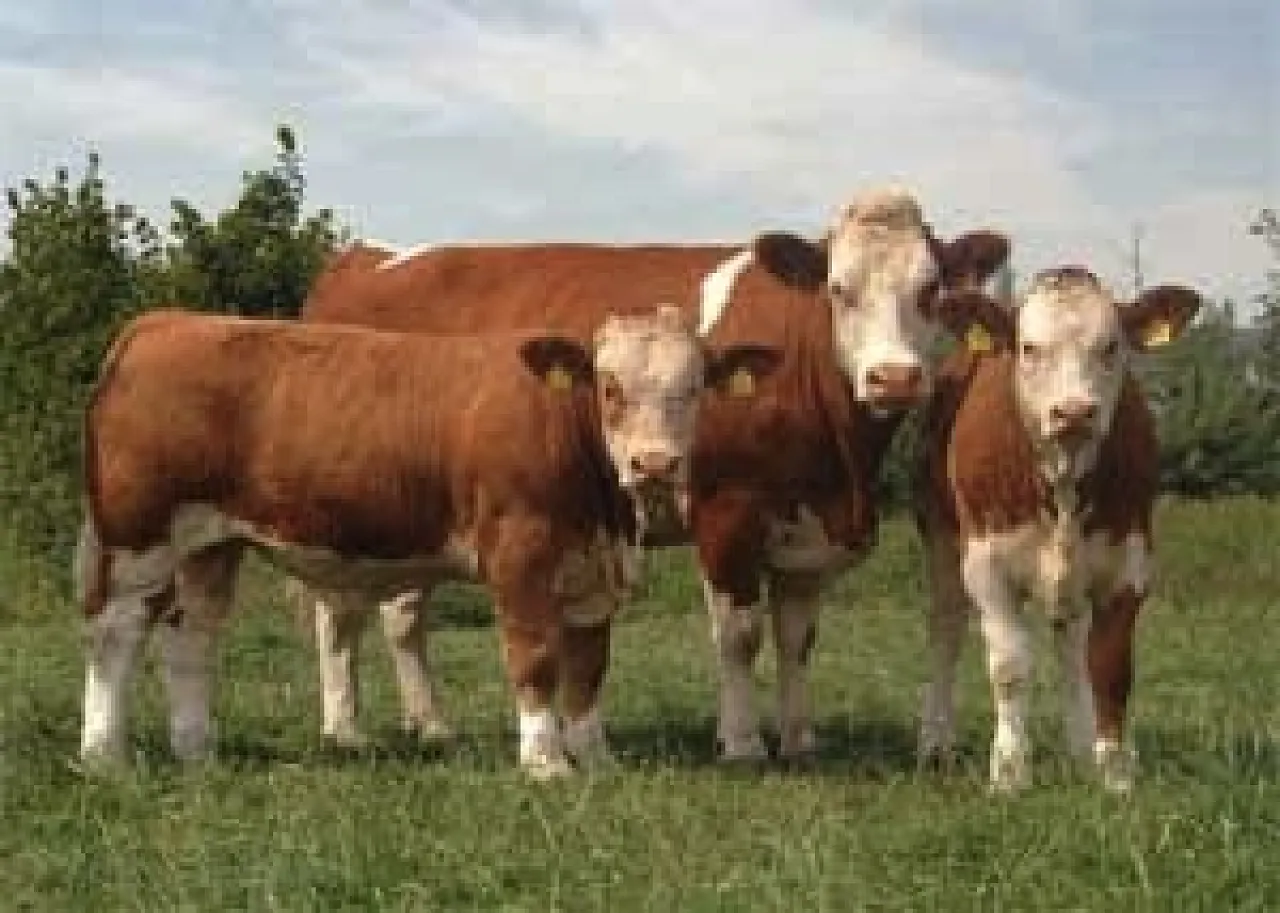 cows A shipment of 2,900 young bulls left Ireland last night, bound for Tripoli