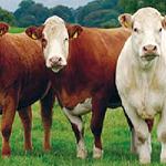 Irish cattle ready to be shipped within weeks