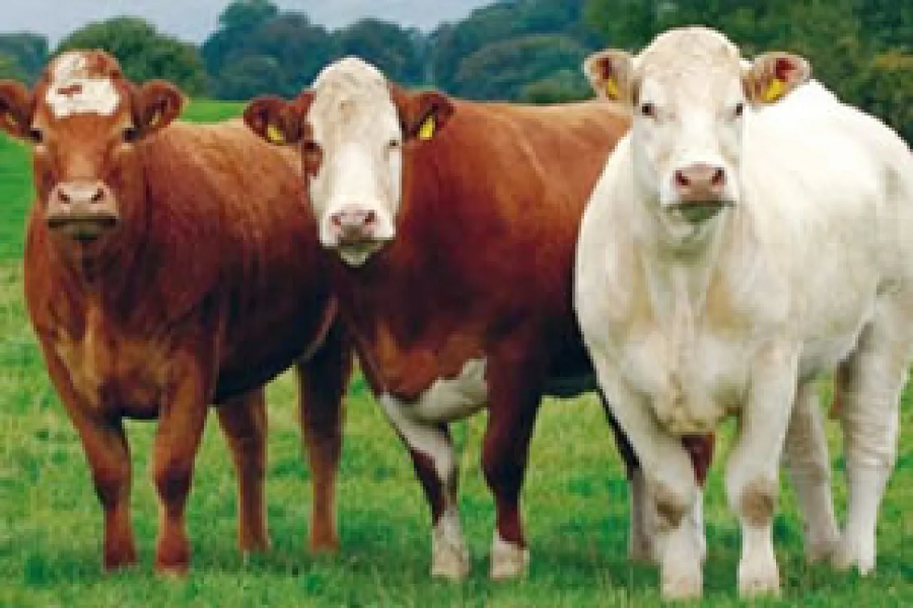 cattle-photo Irish beef cattle