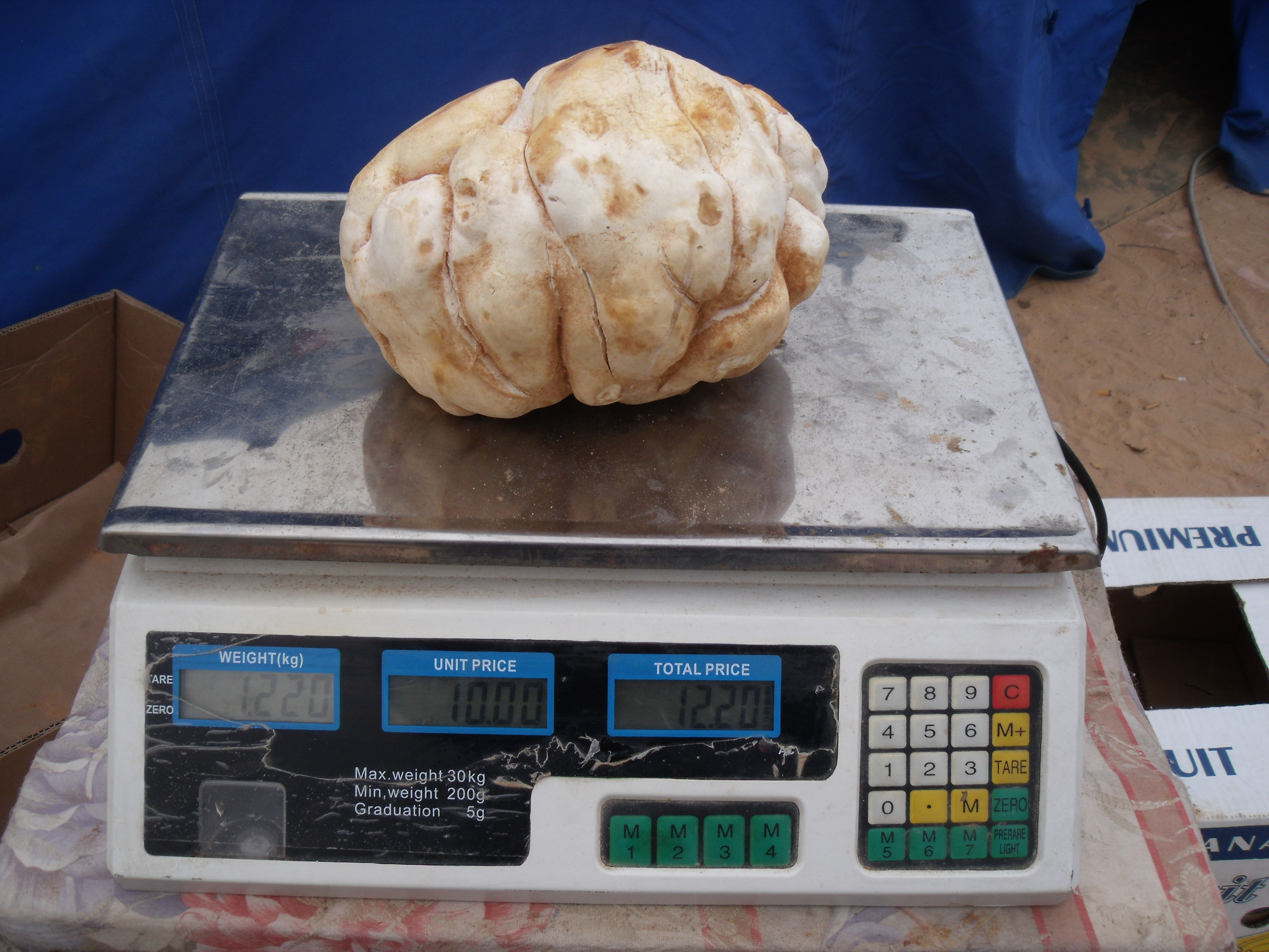 A huge white truffle on sale in Tripoli (Photo: Sami Zaptia 2012).