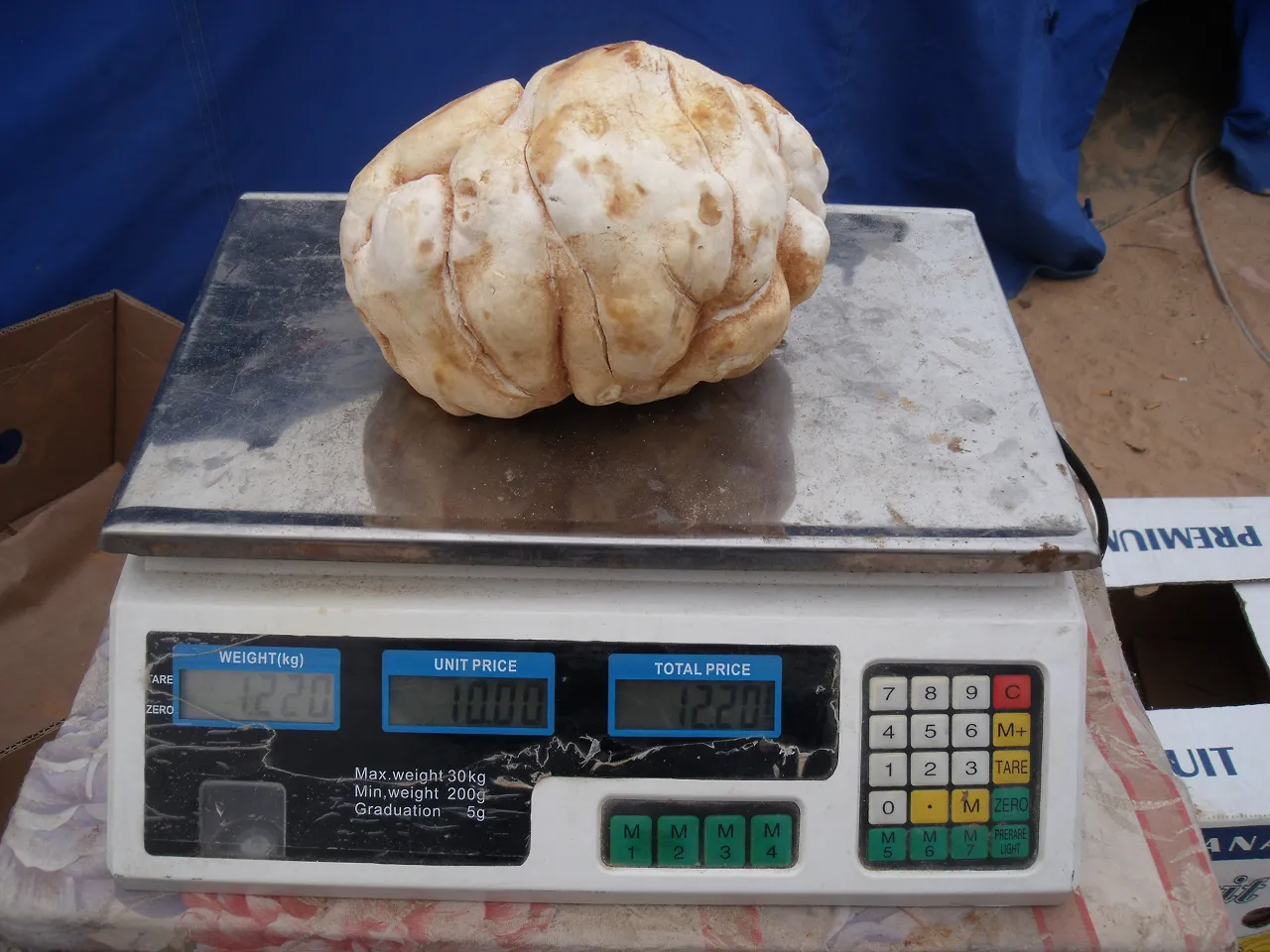 white truffle in Tripoli 2011 or 2012 A huge white truffle on sale in Tripoli (Photo: Sami Zaptia 2012).
