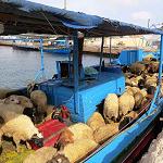 Sheep-smuggling boats seized by coastguard