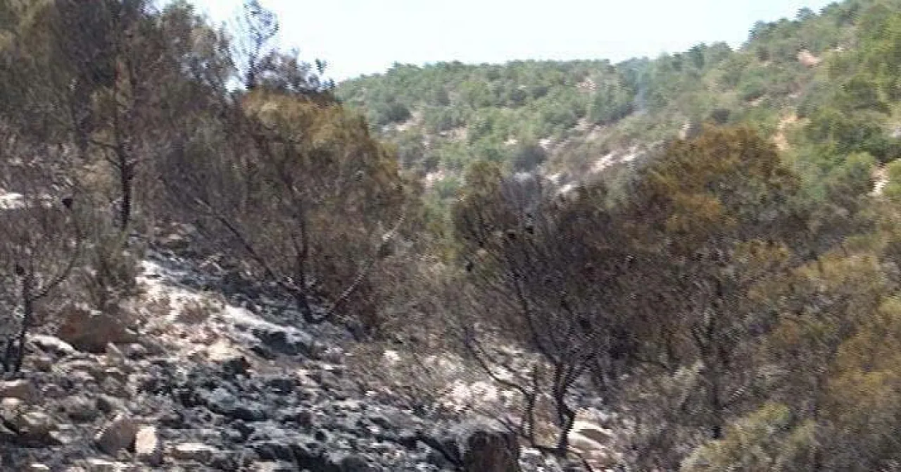 540746_349546125145955_1173861920_n One point where the flames were stopped (Picture Ithar)