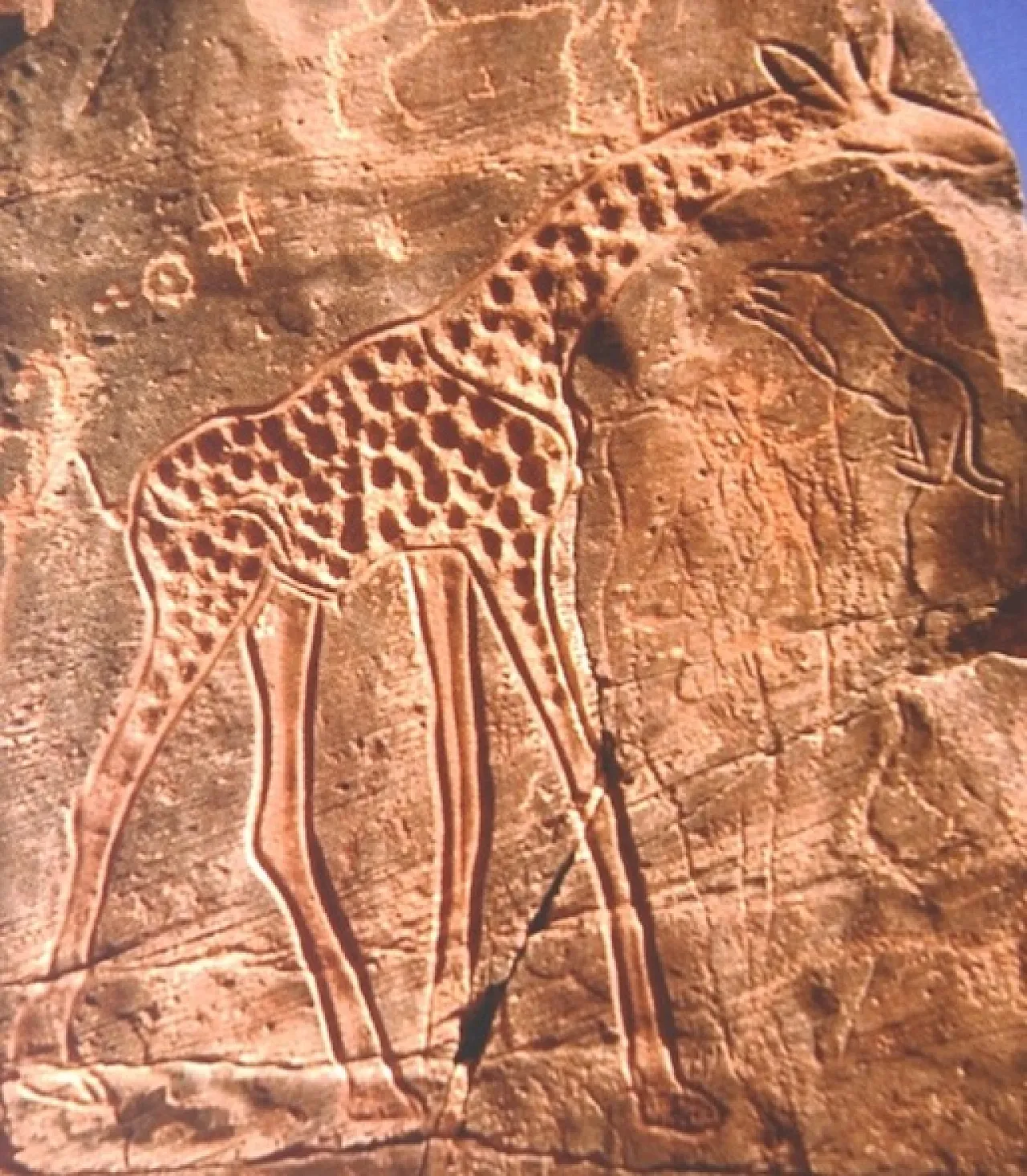 DSC_0236 A giant giraffe that was engraved on top of earlier engravings