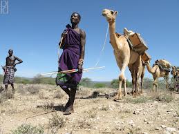 Kenyan camels coming to Libya