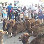 Benghazi celebrates Political Isolation Law