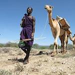 Kenyan camels coming to Libya
