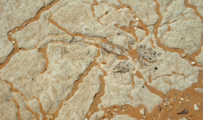 Figure 8: Inter-dune lake deposits in Idhan Murzuq with fresh water fish skeleton (Photo: courtesy of Total Libya).