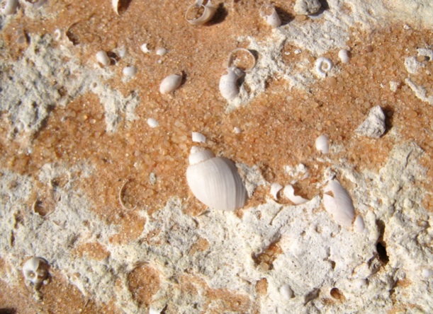 Figure 7: White limestone lake deposit with common fresh-water snails.