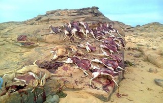 Libya’s desert gazelles under threat of extinction