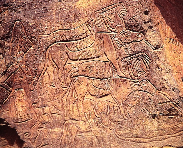 Messak Fig.6 Figure 6: The Pastoral orCattle Breeders’epoch, characterised by many figures of domesticated animals, especially herds of cattle. This figure shows decorated cattle and their naturalistic engraving indicates that it belongs to the older phase.