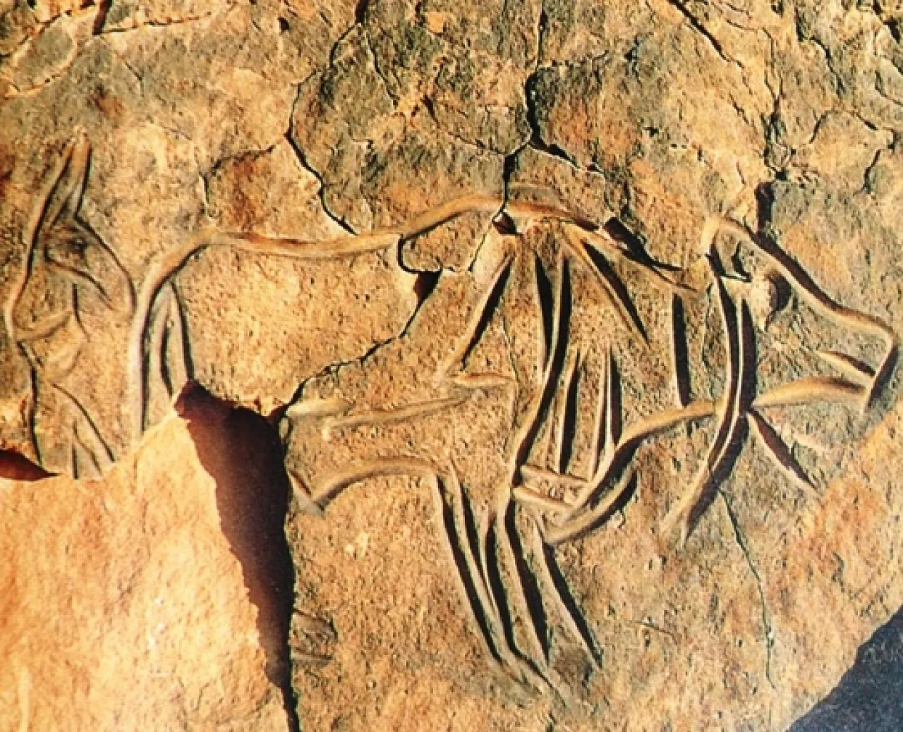 Fezzan No 2