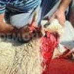 Eid Al-Adha in Libya