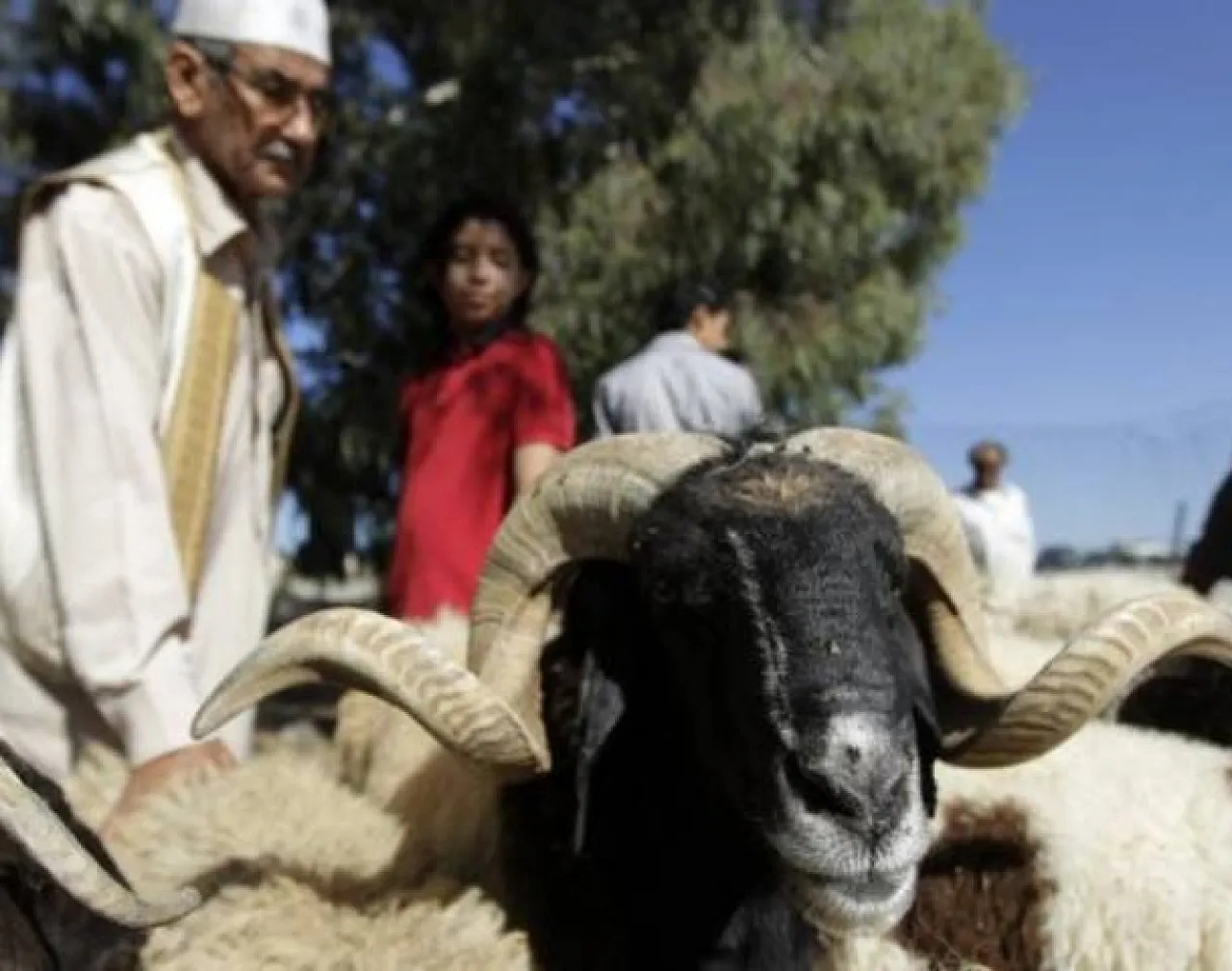 A sheep for the Eid sacrifice
