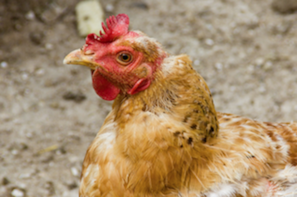 Bird flu in Tobruk