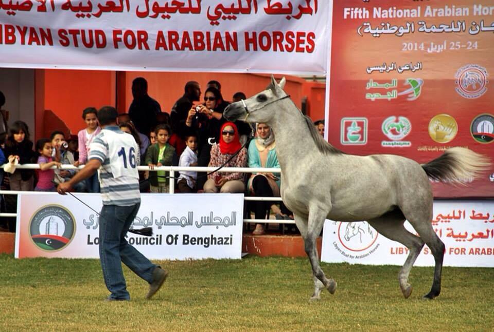 Arabian Pedigree horse show held in Benghazi