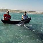 Beached whale rescued at Marsa El-Brega