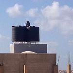 Monkeys still at large following mass breakout from Benghazi Zoo