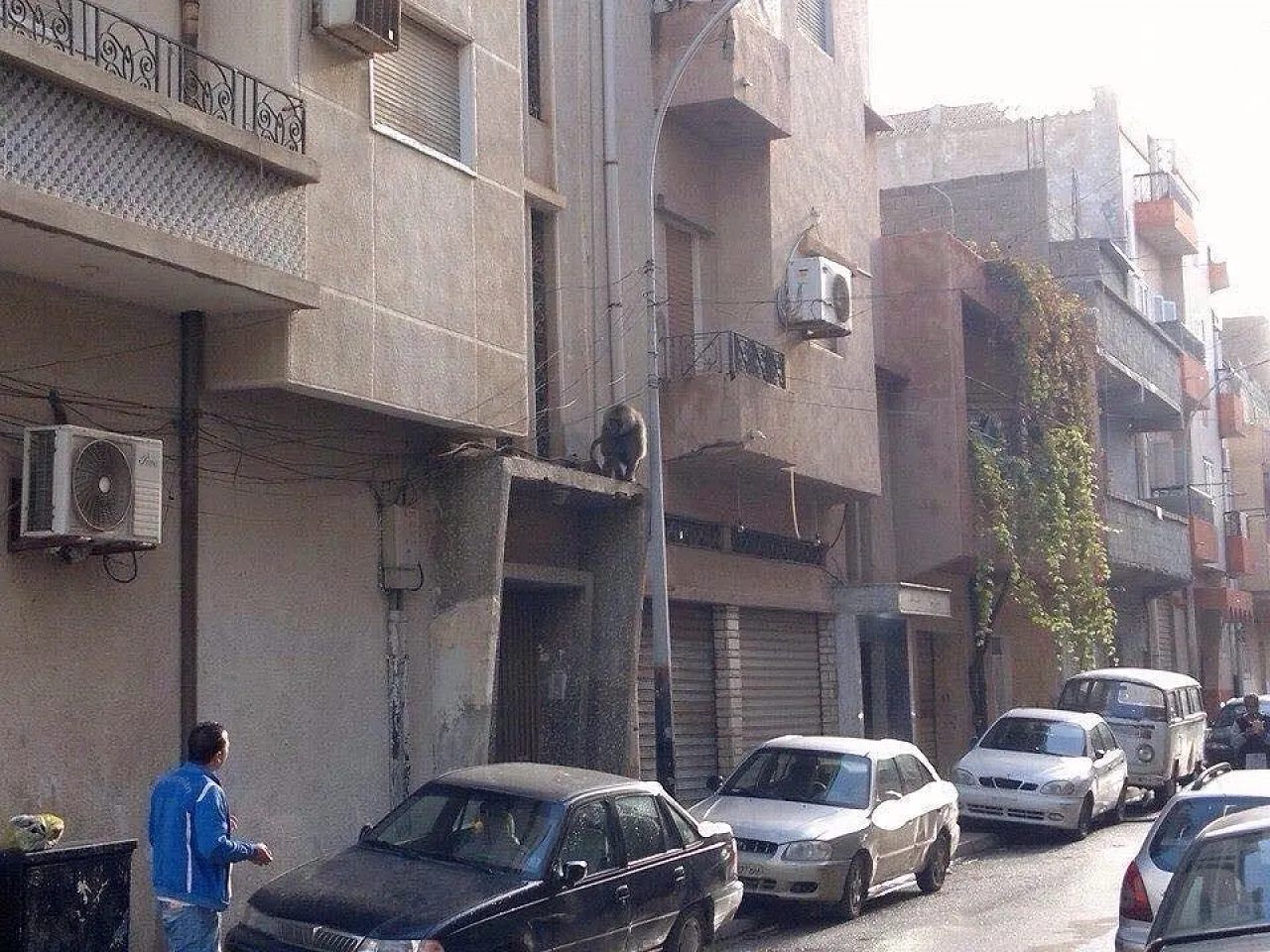 Residents attempt to coax another monkey down from a ledge (Photo: Social Media)