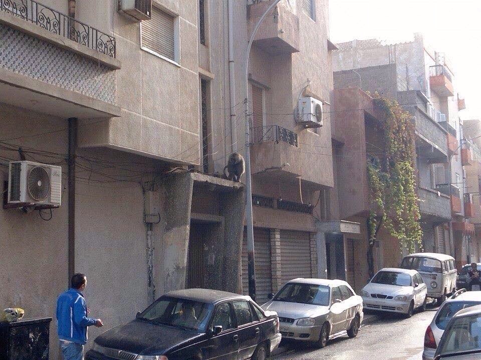 Residents attempt to coax another monkey down from a ledge (Photo: Social Media)