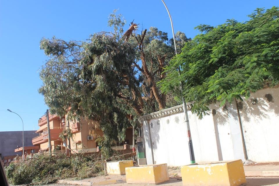 Smashed tree when missile hit near the Egyptian consul's residence (photo: Maha Sulaiman)