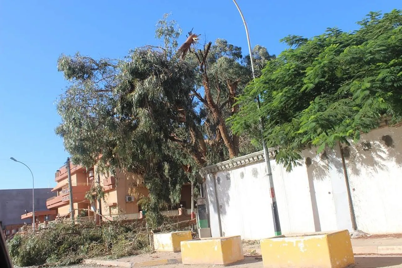 Smashed tree when missile hit near the Egyptian consul's residence (photo: Maha Sulaiman)