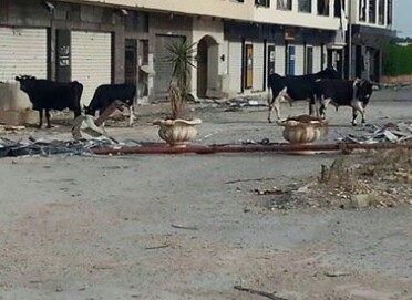 Cows near Venezia Street near 17 February Brigade HQ