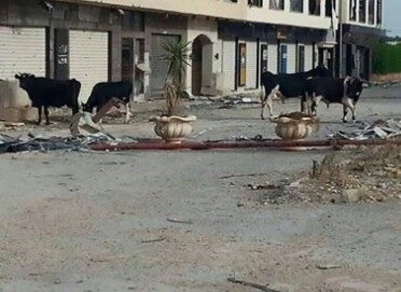 Cows near Venezia Street near 17 February Brigade HQ