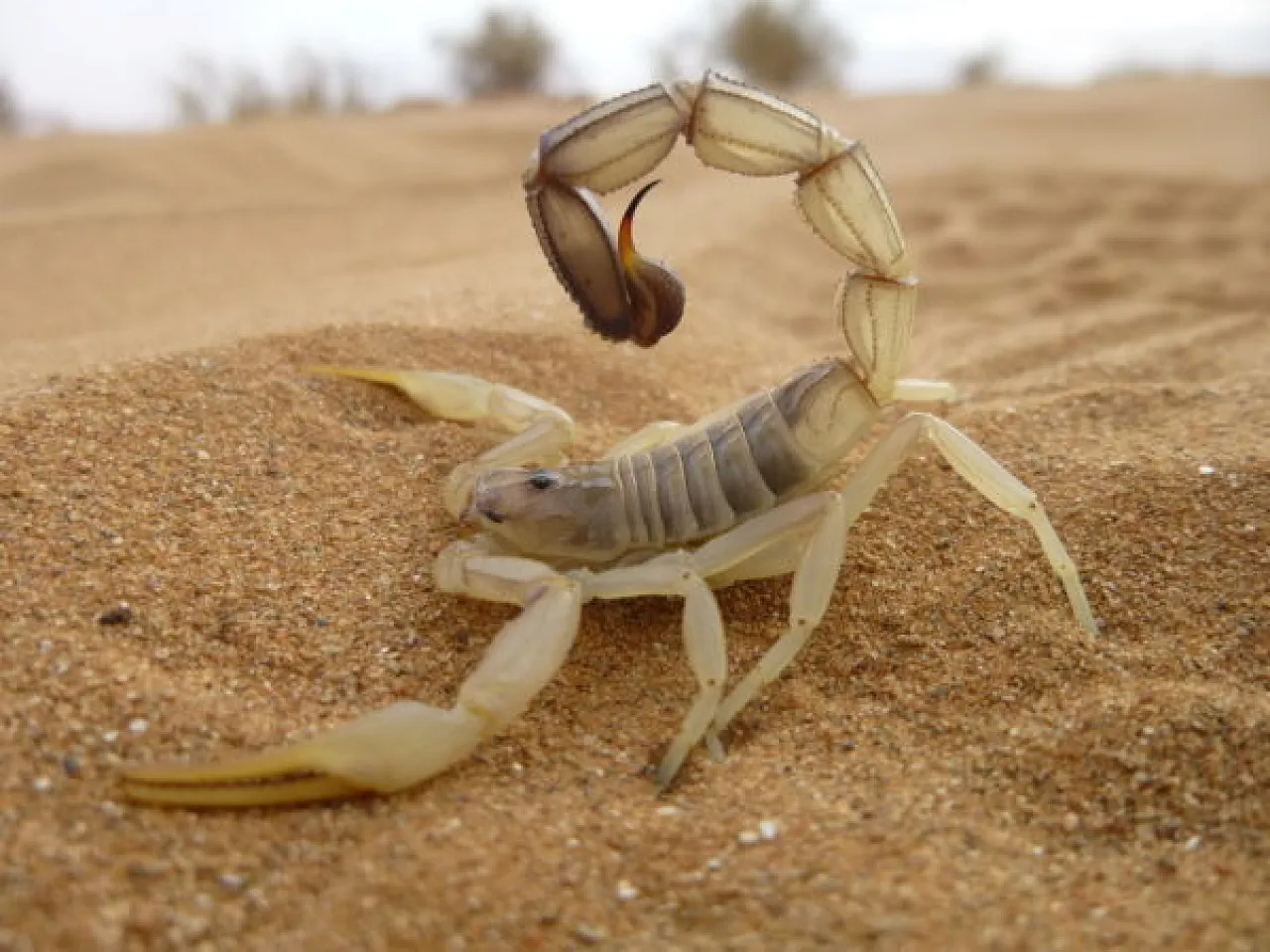 Scorpion