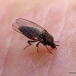 Stinging sand-flies send scores to Tripoli hospitals