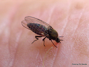 Stinging sand-flies send scores to Tripoli hospitals