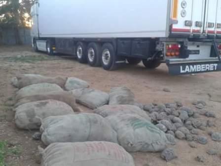 Tortoises seized last month at Marj (photo: LNA)