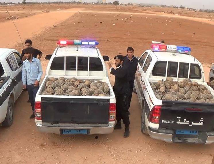Some 1,900 tortoises seized in Benghazi