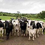 Irish cattle heading to Libya to bolster beef market