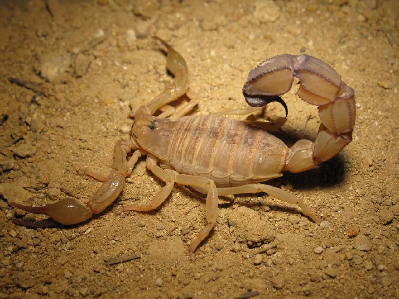 aaustralisfemale02