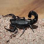 WHO delivers scorpion anti-venum serum