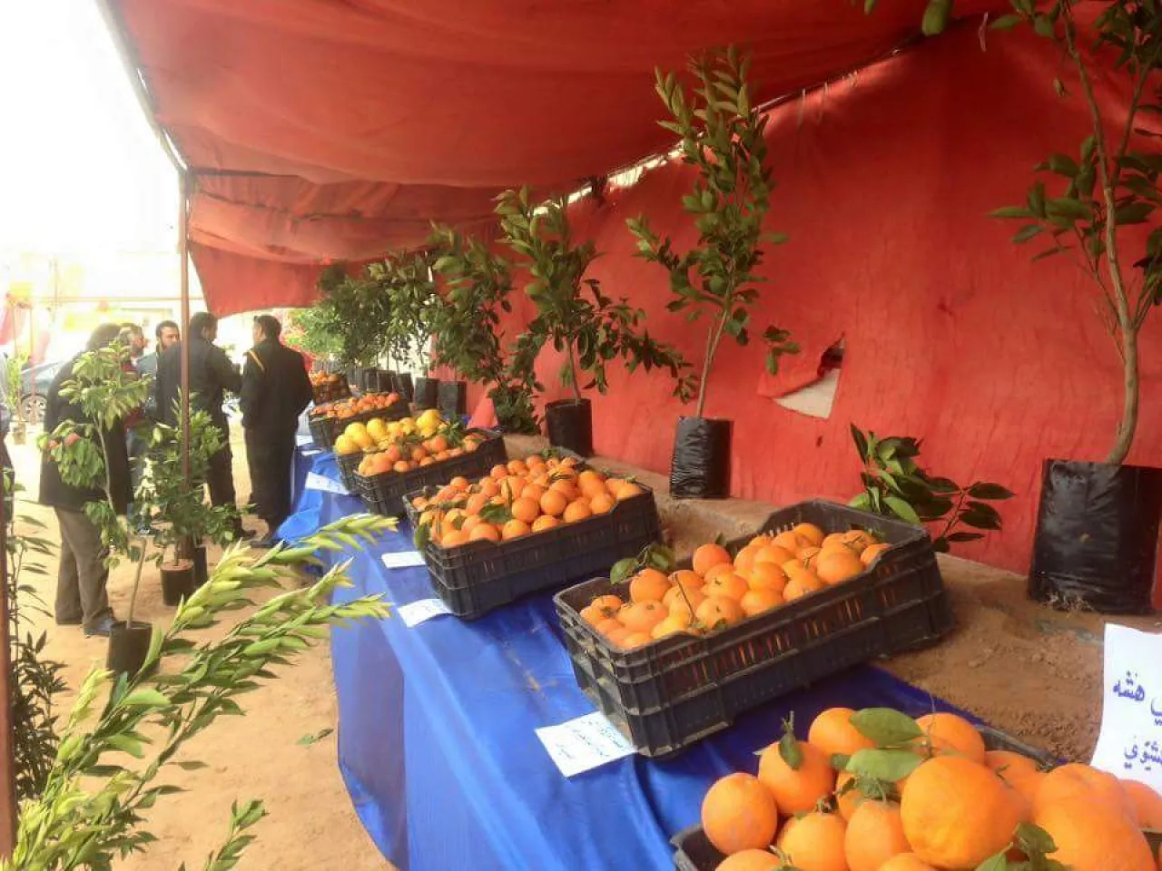 The orange festival featured a display of citrus fruit varieties grown locally (Photo: social media).