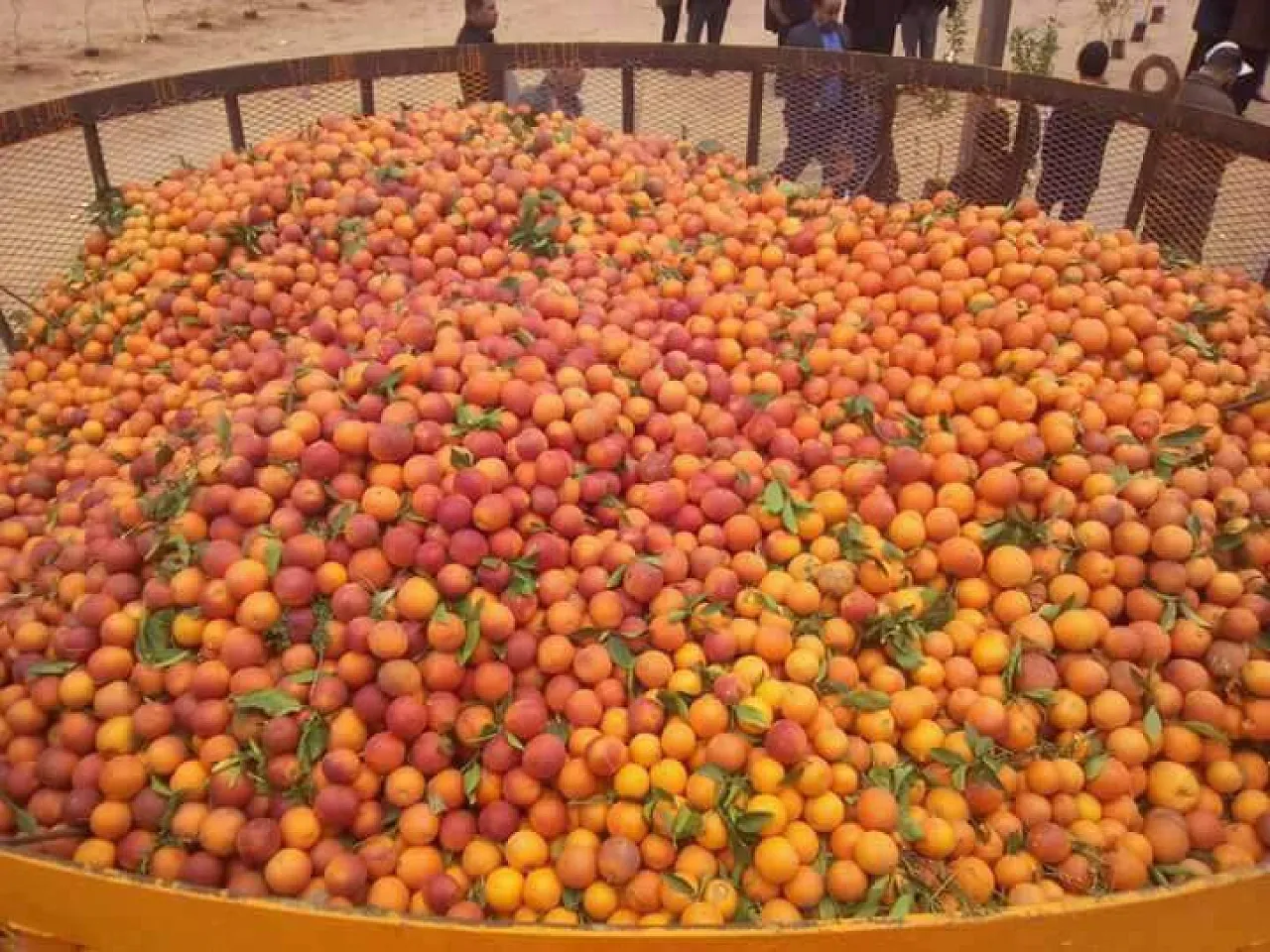 The organizers of the Orange Peace festival were aiming to set a world record by having 6,000 kgs of fresh oranges in one basket (Photo: social media). 
