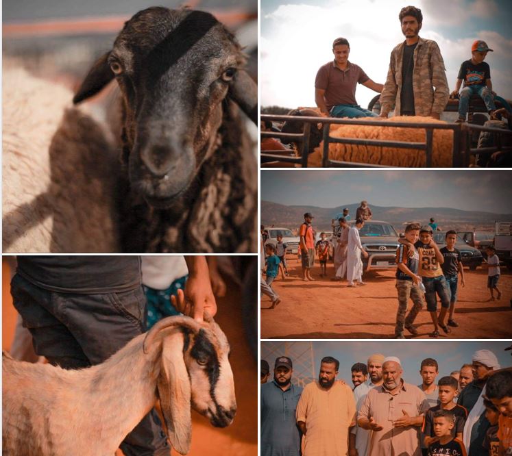 Average Eid ram prices fall in eastern Libya to about US$ 163